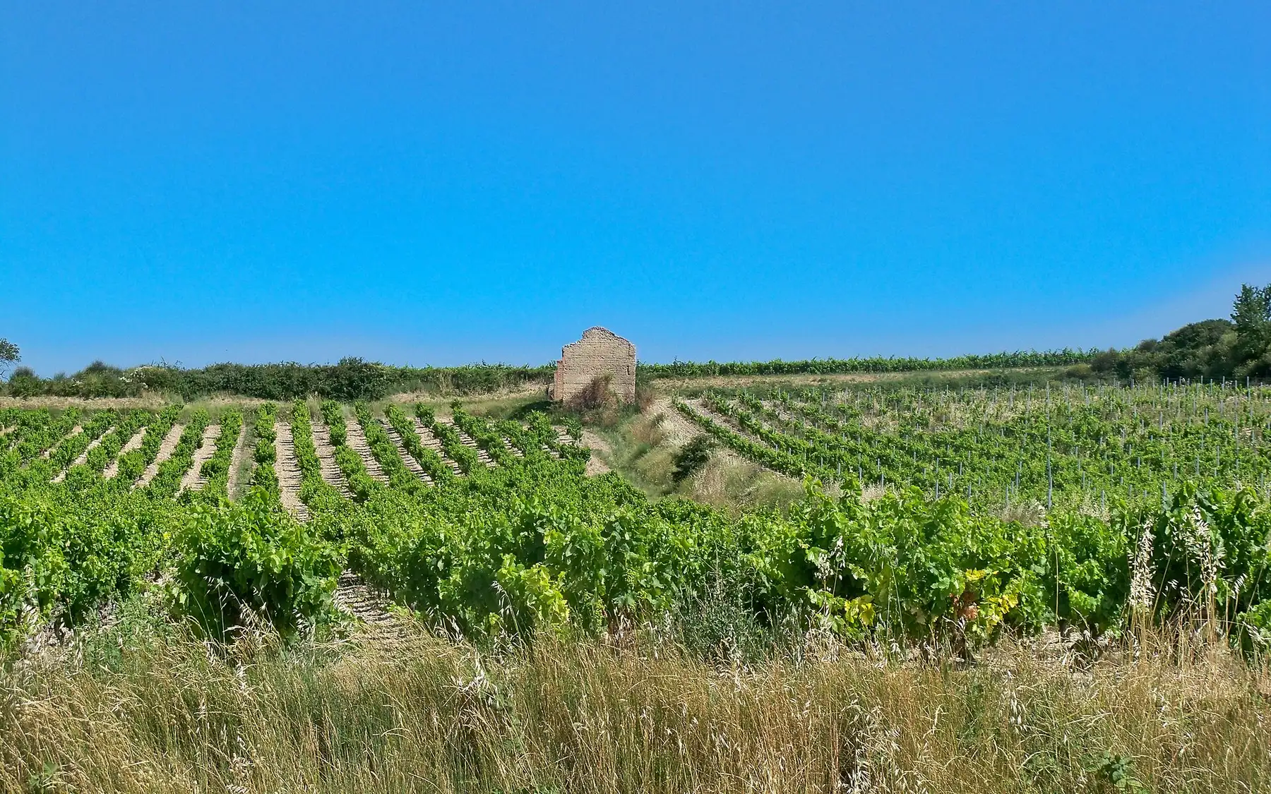 Vignes et vieux cabanon en pierre dans la campagne de Puget-sur-Argens