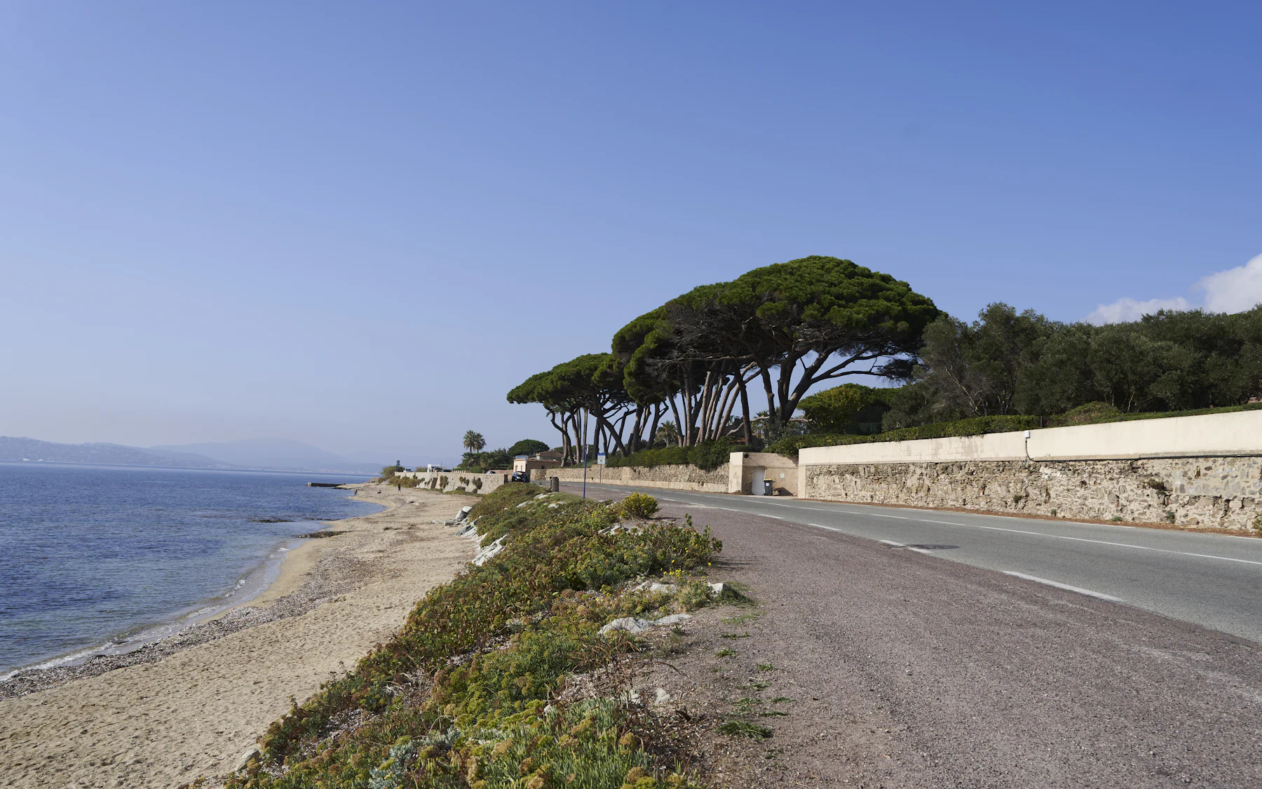 Route du bord de mer bordée de pins parasols à Sainte-Maxime